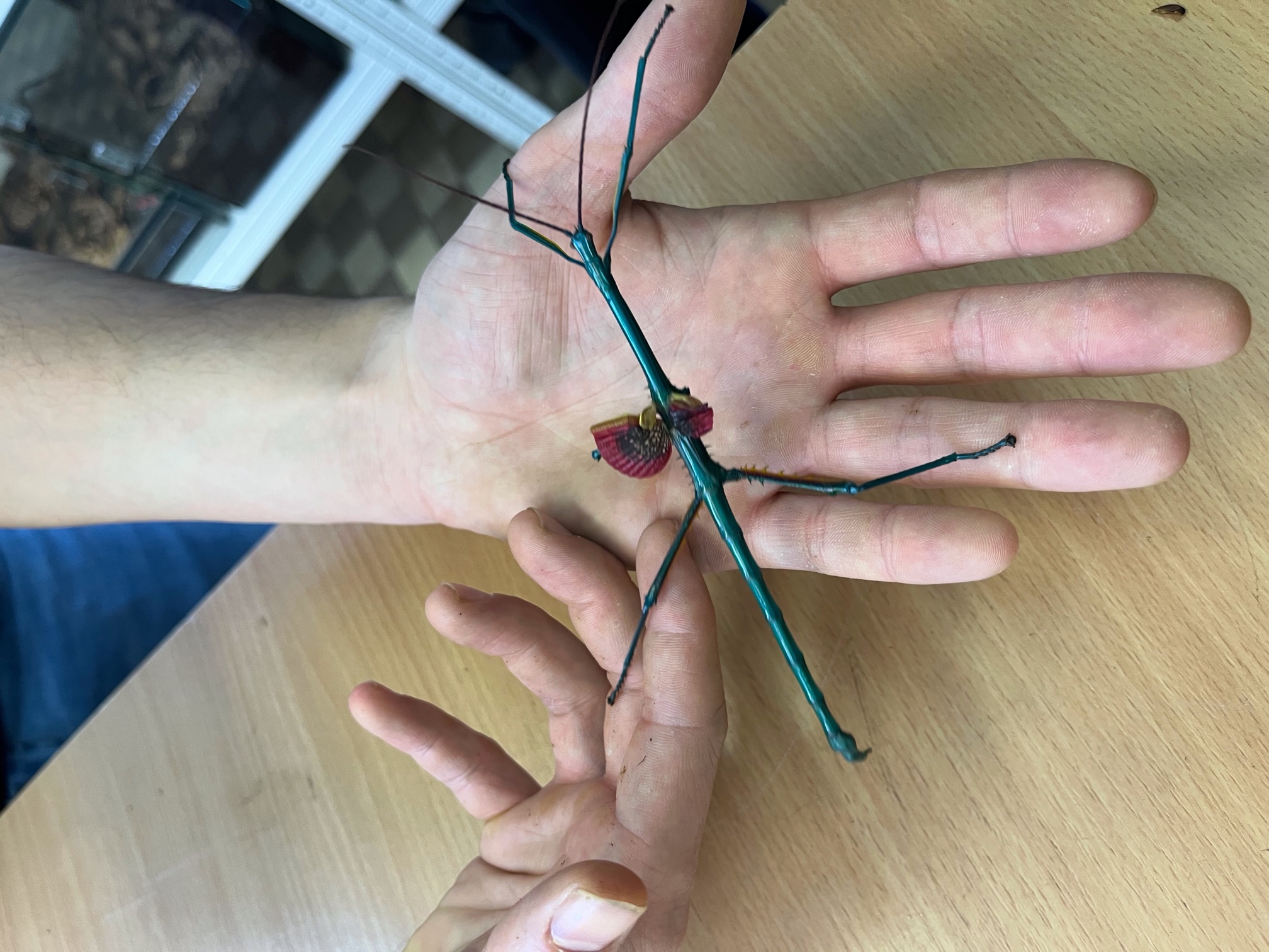 Duhová třída a exotická zvířata